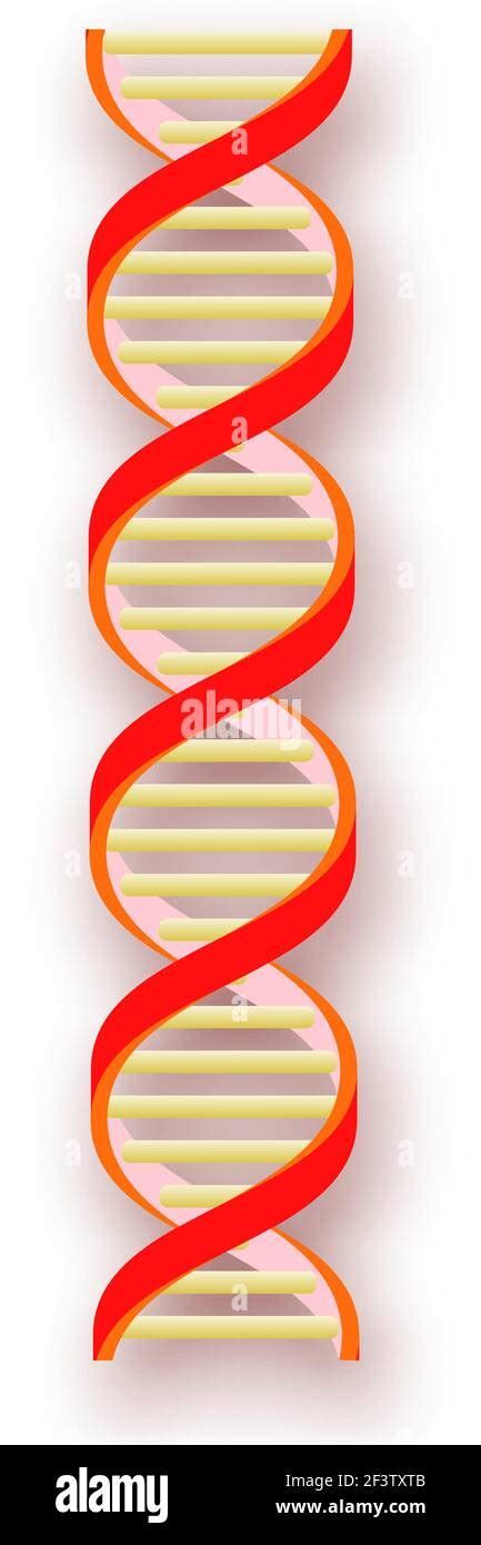 Dna Ladder Hi Res Stock Photography And Images Alamy