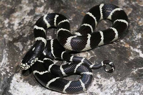 California Kingsnake Facts And Pictures