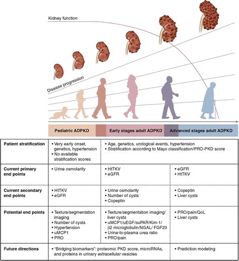 Perspectives On Drug Development In Early Adpkd Clinical Journal Of