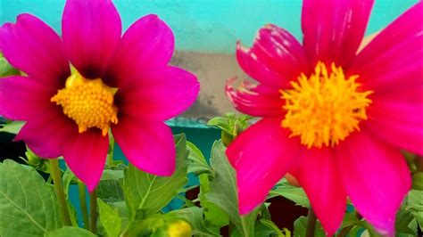 How To Grow And Care Dwarf Dahlia Plant At Home Youtube