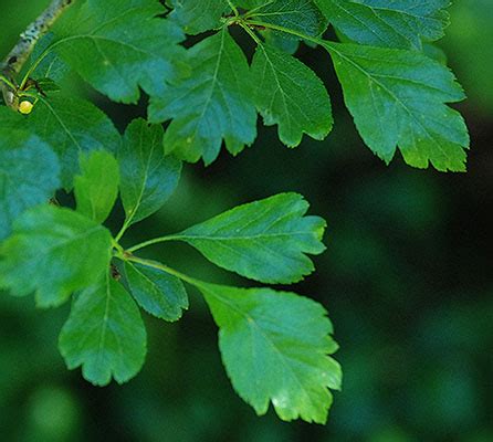 Crataegus laevigata | Landscape Plants | Oregon State University