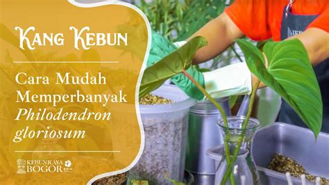 Kebun Raya Bogor Kang Kebun Cara Mudah Memperbanyak Philodendron