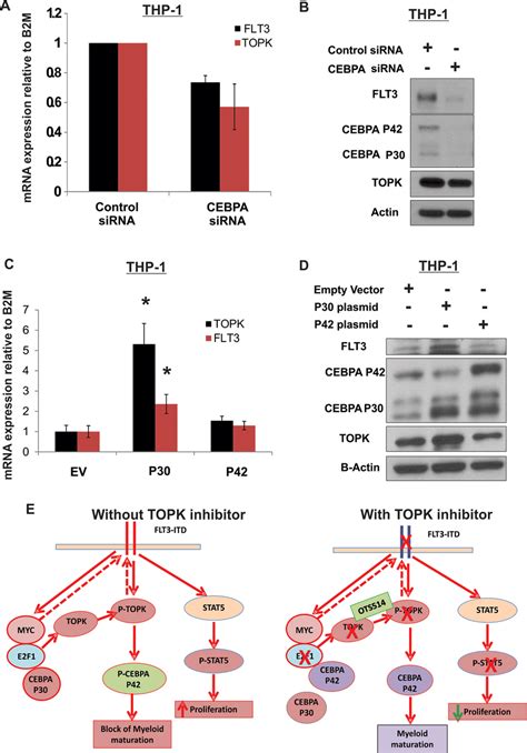 Cebpa P30 Contributes To Topk Upregulation In Aml Thp 1 Cells Were