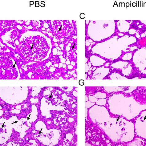 Histopathological Examination Of Mouse Mammary Glands Mammary Glands