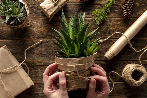 How to Gift Wrap a Plant – Plant Decor Shop