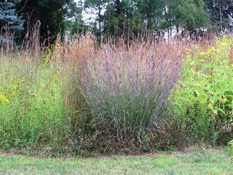 Andropogon Gerardii Big Bluestem Per Oz Michigan Wildflower Farm