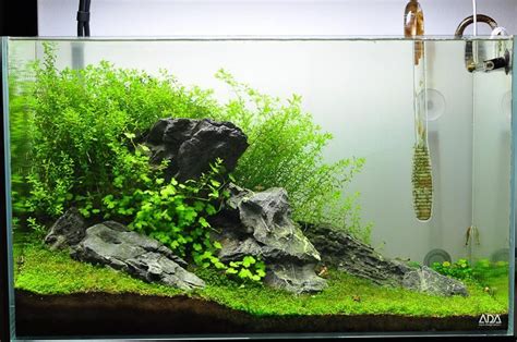 Cool 25 Cool Betta Fish Tank Ideas That Will Inspire You Https