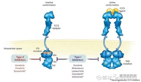 安斯泰来首个flt3抑制剂富马酸吉瑞替尼片获nmpa批准上市吉瑞替尼抑制剂患者化疗 健康界