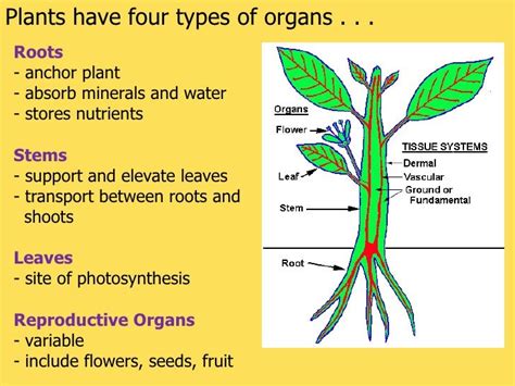 Tissues Organs And Systems In Plants R1