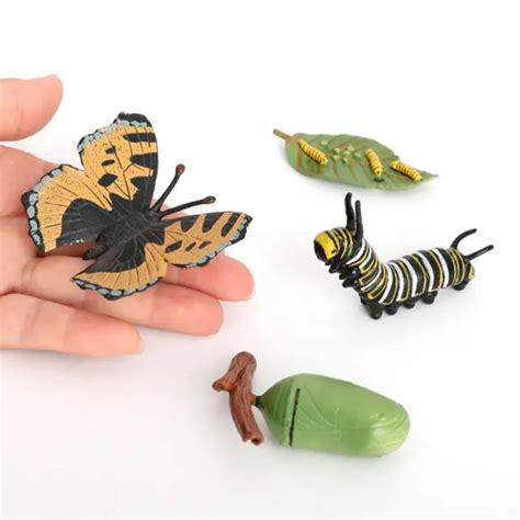 CYCLE DE VIE D Un Monarque Papillon Nature Insectes Vie Cycles