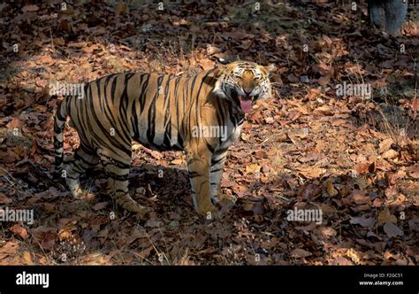 The Image Of Bengal Tiger Panthera Tigris Flehmen Behavior Was Taken In Bandavgarh National