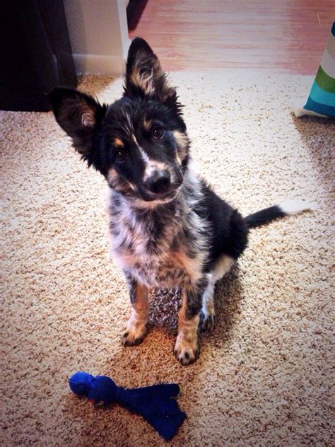 Border Collieblue Heeler Mix Me Dogs Collie Dog Cute Animals