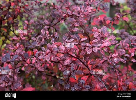 99 Red Leaf Japanese Barberry Gratuit Télécharger Unique Photopng