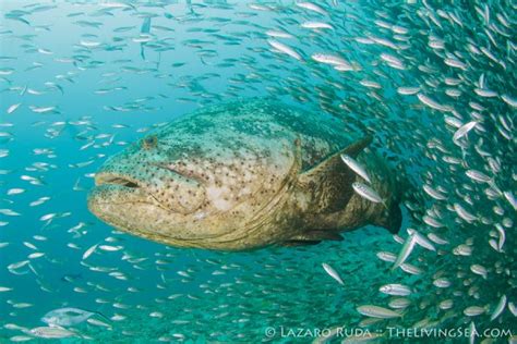 Diving With Giant Groupers