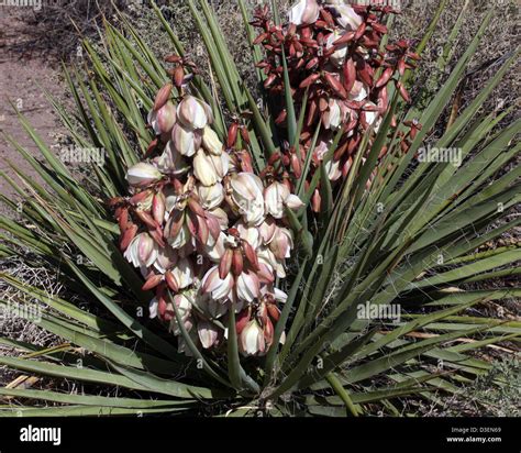 Yucca Baccata Banana Yucca Stock Photo Alamy