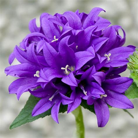 Perennial Clustered Bellflower Seeds Etsy