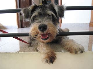 It's a dog's life ... or is it?: One ungroomed schnauzer...