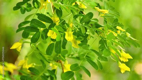 Caragana Arboresen Pendula Arborescens Siberian Peashrub Siberian