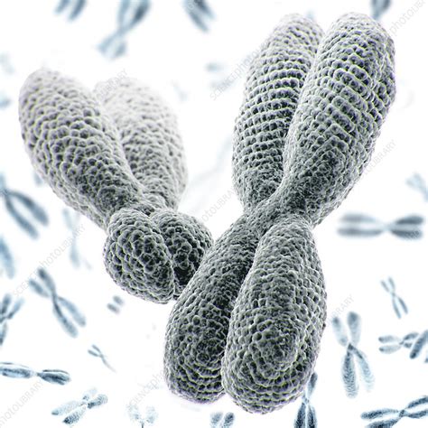 Xy Chromosomes Illustration Stock Image F0229253 Science Photo