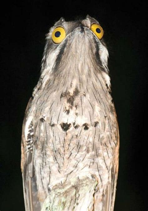 Potoo Bird Photos - Barnorama