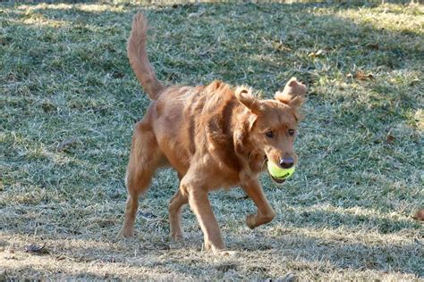 how to treat a sprained dog tail