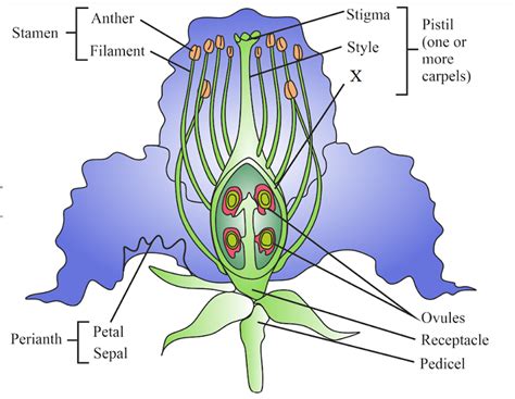 Sketch And Label Structure Of A Pea Flower