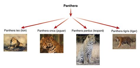 Animal classification, Panthera pardus, Panthera