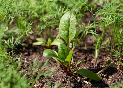 Juillet Approche Que Peut On Encore Semer Au Potager