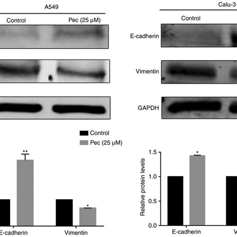 Pec Inhibits The Migration Invasion And Emt Of Nsclc Cells A A Cell