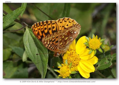 Argynnis Nausicaa Electa Live Adults