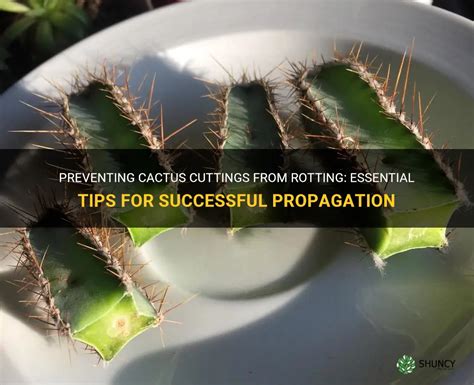 Preventing Cactus Cuttings From Rotting Essential Tips For Successful Propagation Shuncy