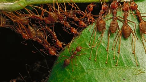 How Do Weaver Ants Build Their Nest YouTube