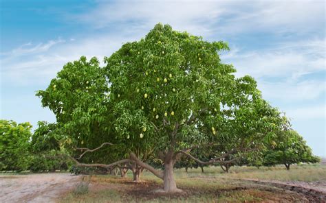 Mangoes in Pakistan: Varieties, Production & Export | Zameen Blog