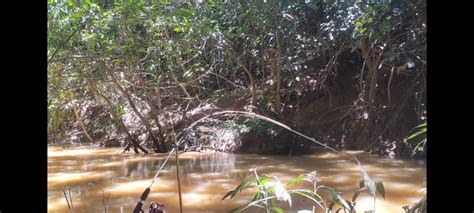 Keseruan Berburu Ikan Baung Di Sungai Dalam Hutan Kalimantan Timur