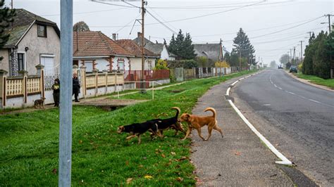 Veszettség miatt figyelmeztetést adott ki a Magyar Állatorvosi Kamara