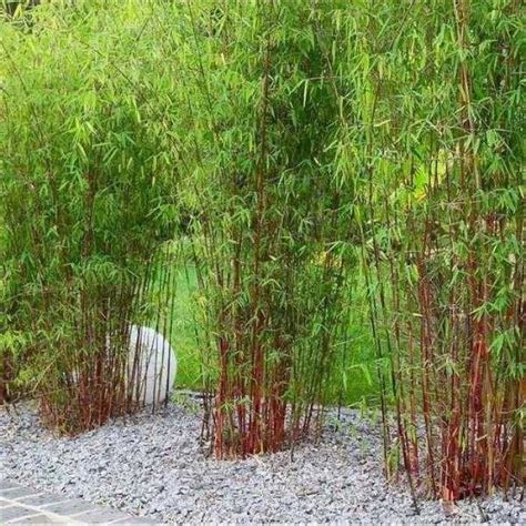 Bamboo Landscape Bamboo Garden Backyard Garden Plants For Planters