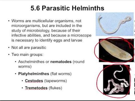 CH05e Helminths - YouTube