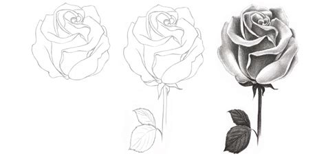 How To Draw A Rose With A Pencil Step By Step Instructions