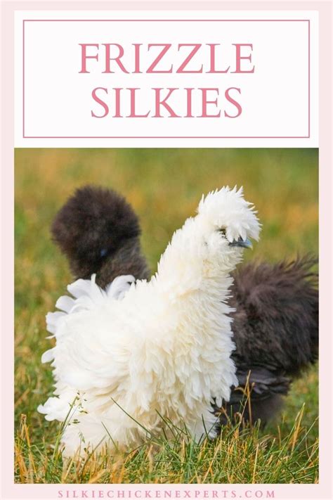 Frizzle Silkie Chickens | Silkie chickens, Silkies, Frizzle chickens