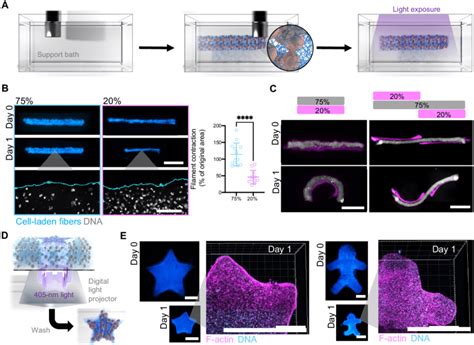 Biofabrication Of Contractile And Programmable Cell Laden Structures