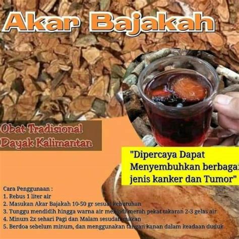 Jual BAJAKAH Kayu Bajakah 100 Original Kalimantan Obat Kanker Dan