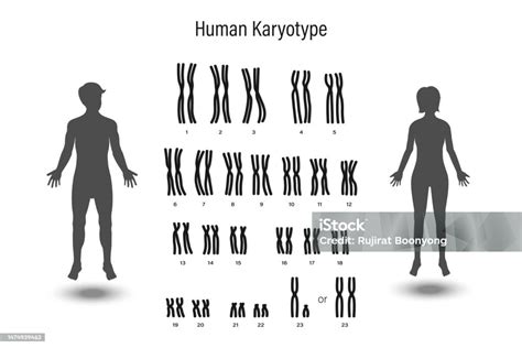 Human Karyotype Male And Female Chromosome Biological Study Stock