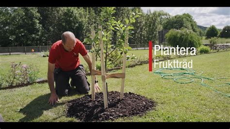 Plantera träd YouTube