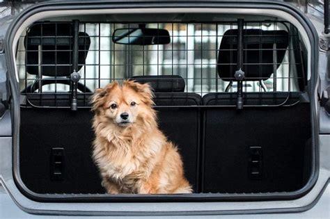 Mejores Sistemas Para Llevar El Perro En El Coche