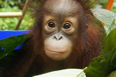 Borneo Orangutan Rescue Alliance - The Orangutan Project