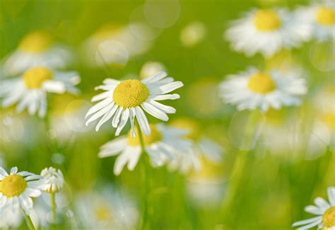 Beautiful chamomile flowers – Dewdrop