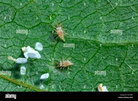 Lacewing Eggs