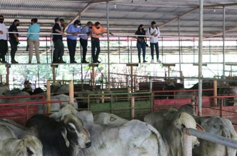 Gobierno Nacional Entrega Sementales Y Pasto Mejorado A Productores