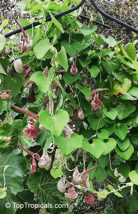 Aristolochia Labiata Aristolochia Brasiliensis Mottled Dutchmans