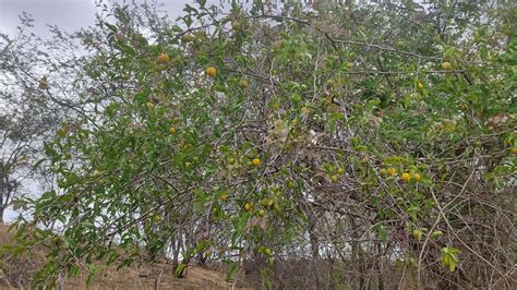 PÉ DE AMEIXA E COQUEIRO NO SERTÃO VOCÊ JÁ PROVOU DESSA FRUTA